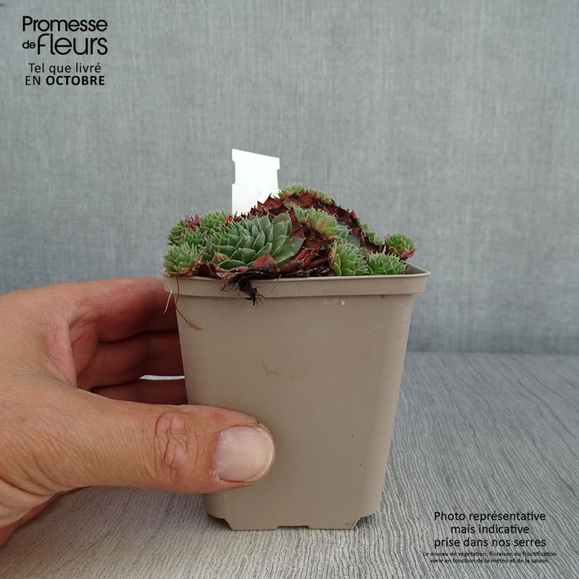 Exemplaar van Sempervivum Granat - Huislook Kweekpotje van 8/9 cm zoals geleverd in de herfst