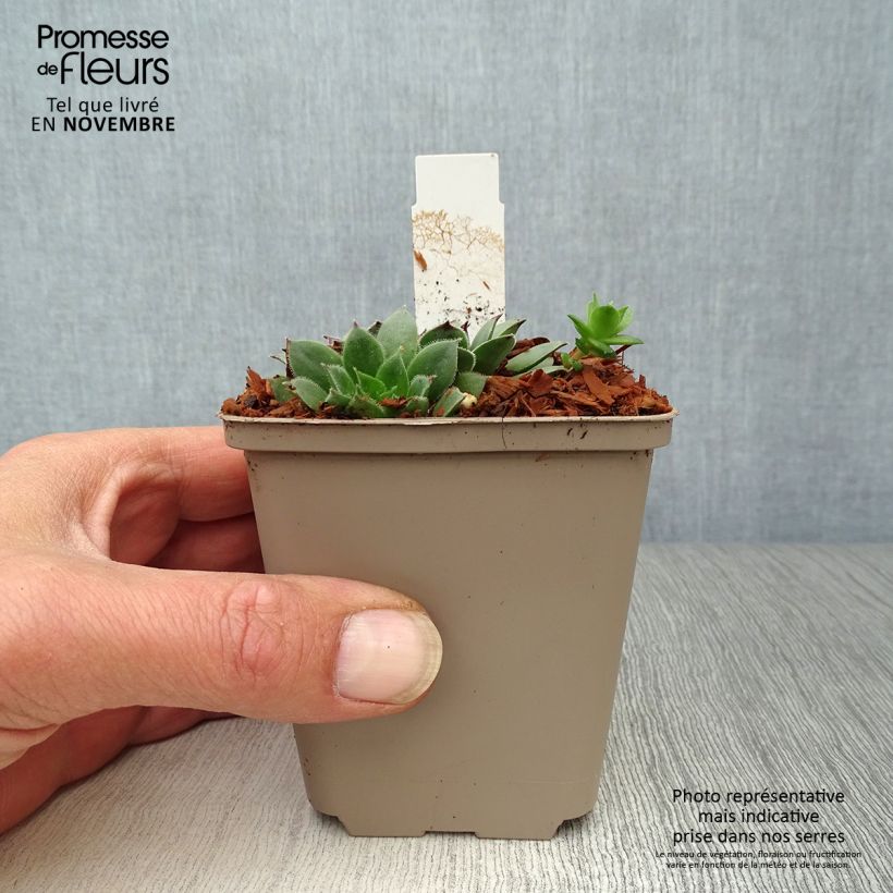 Exemplaar van Sempervivum Noir - Joubarbe noire Kweekpotje van 8/9 cm zoals geleverd in de herfst