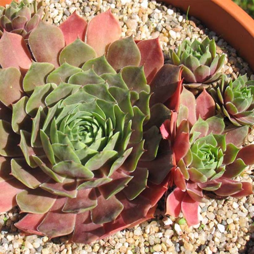 Sempervivum Othello - Donderbaard (Bloei)