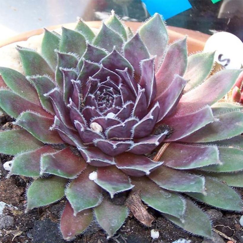 Sempervivum Pilatus - Huislook (Bloei)