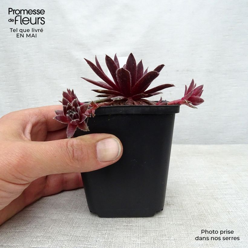 Exemplaar van Sempervivum Pilatus - Huislook Kweekpotje van 8/9 cm zoals geleverd in de lente