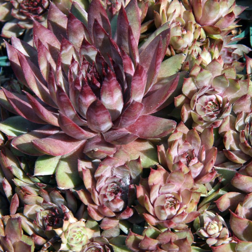 Sempervivum Purple Beauty - Huislook (Blad)
