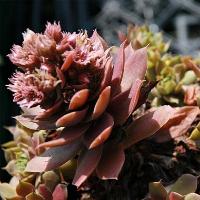 Sempervivum Purple Beauty - Huislook (Bloei)