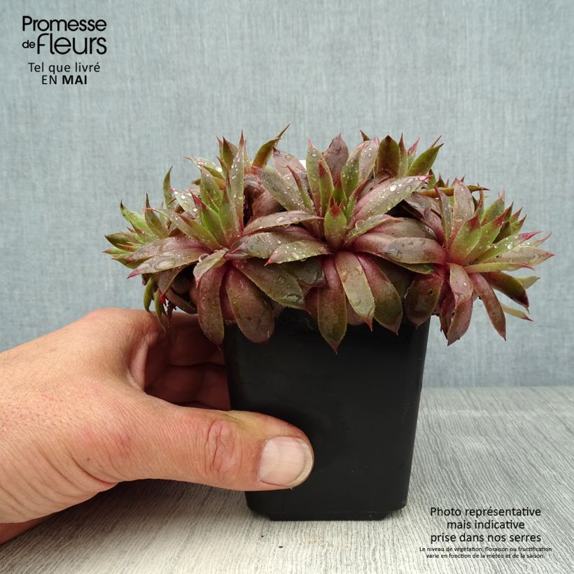 Exemplaar van Sempervivum Purple Beauty - Huislook Kweekpotje van 8/9 cm zoals geleverd in de lente