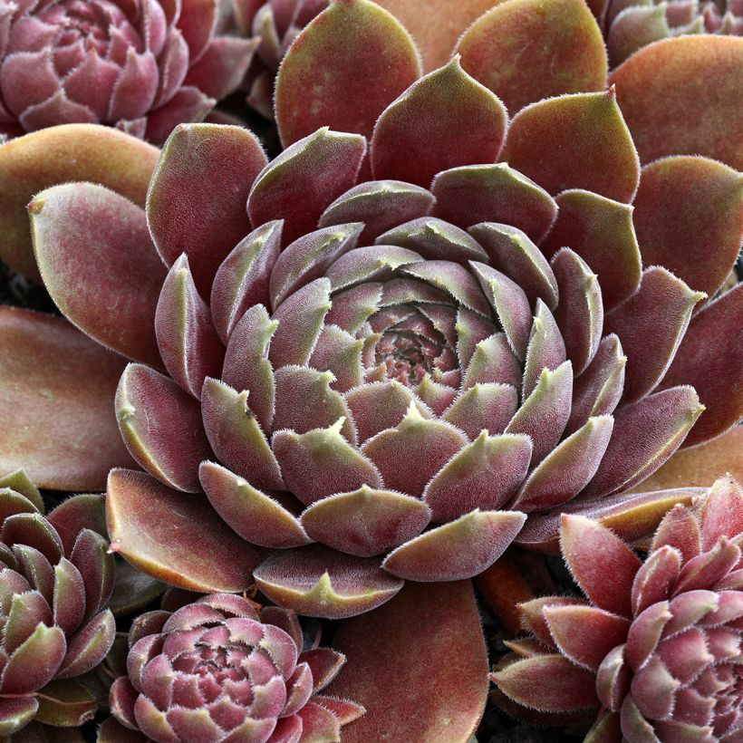 Sempervivum Rauher Kulm - Huislook (Blad)