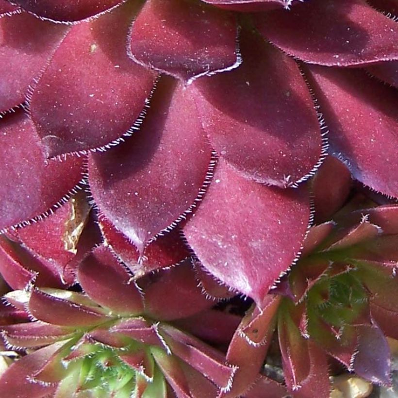 Sempervivum Rubin - Huislook (Blad)