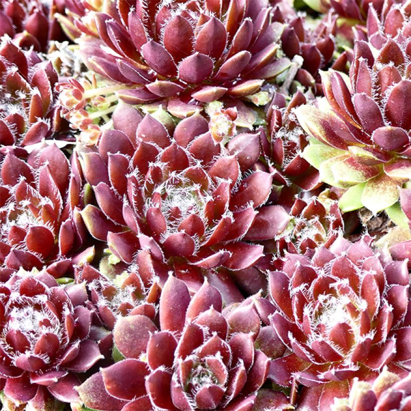 Sempervivum Silberkarneol - Huislook (Blad)