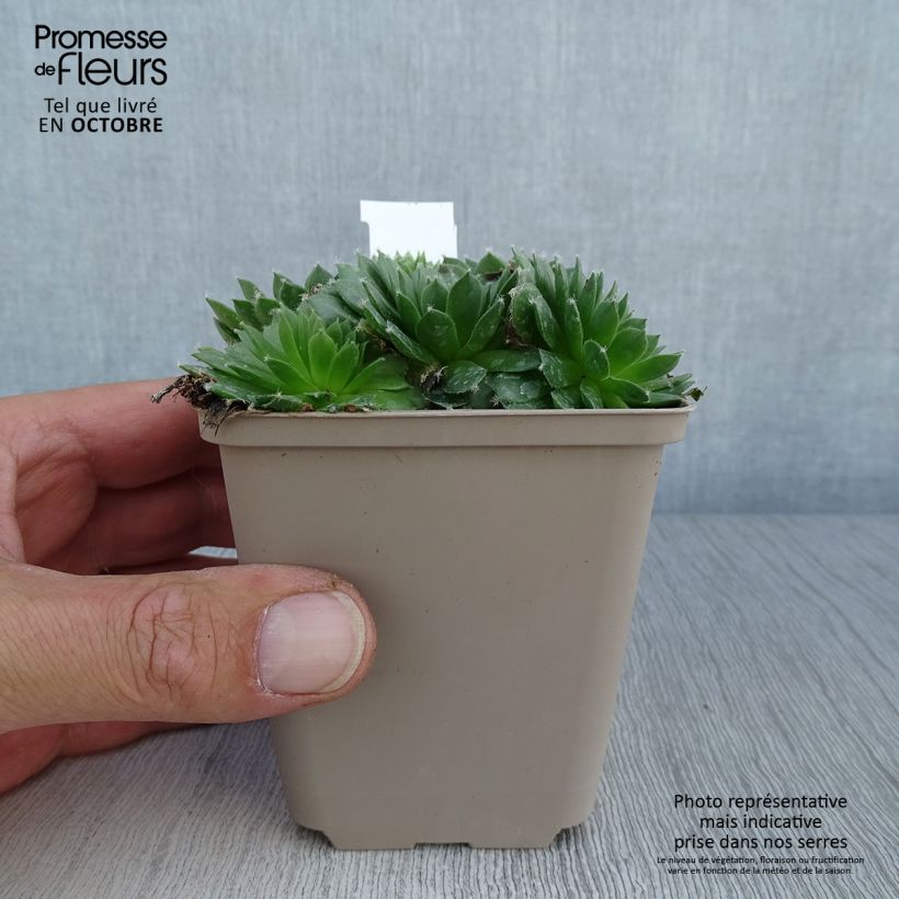 Exemplaar van Sempervivum Silberkarneol - Huislook Kweekpotje van 8/9 cm zoals geleverd in de herfst
