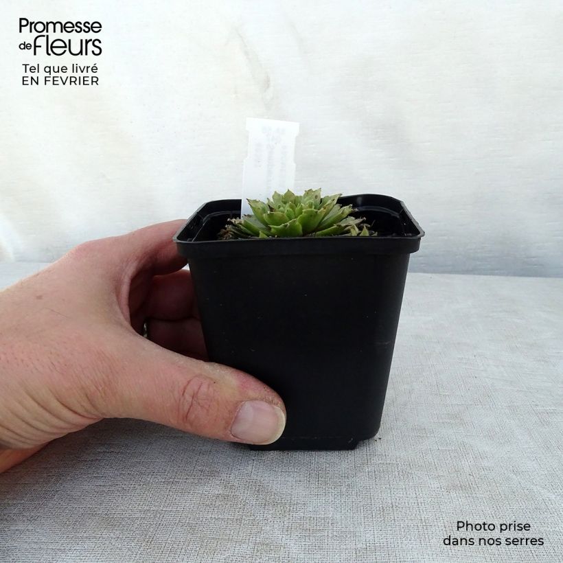 Exemplaar van Sempervivum erythraeum Velvet Red - Huislook Kweekpotje van 8/9 cm zoals geleverd in de winter