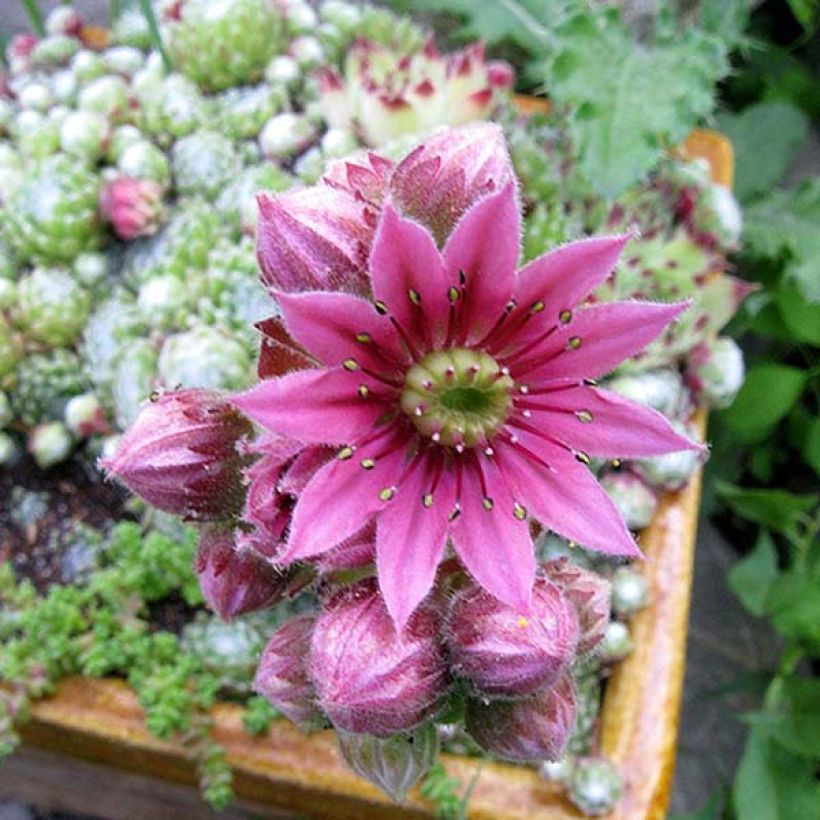 Sempervivum arachnoideum - Spinnenwebhuislook (Bloei)