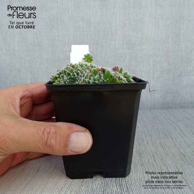 Exemplaar van Sempervivum arachnoideum - Spinnenwebhuislook Kweekpotje van 8/9 cm zoals geleverd in de herfst