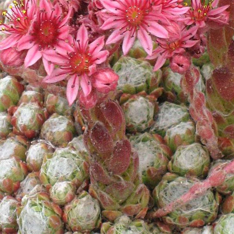 Sempervivum arachnoideum Rubrum - Spinnenwebhuislook (Bloei)