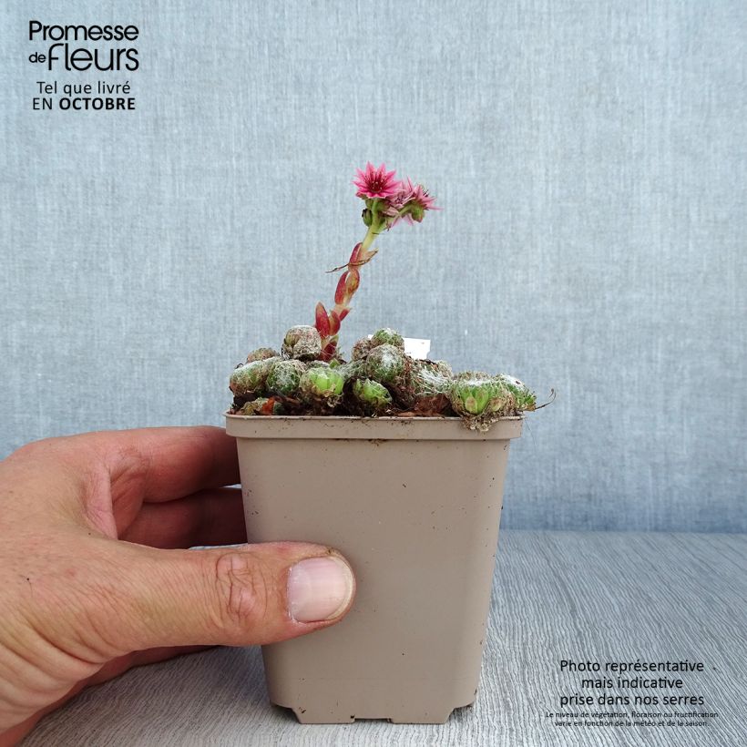 Exemplaar van Sempervivum arachnoideum Rubrum - Spinnenwebhuislook Kweekpotje van 8/9 cm zoals geleverd in de herfst