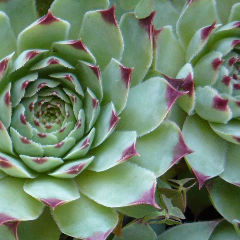 Sempervivum calcareum - Huislook (Blad)