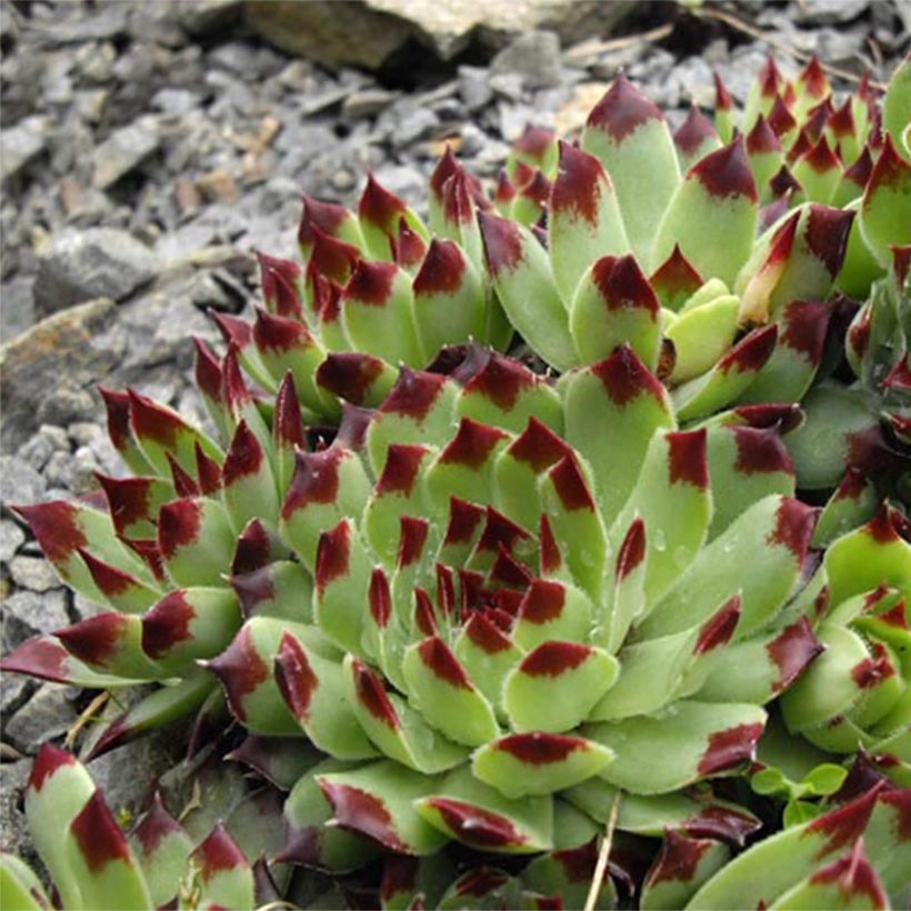 Sempervivum calcareum - Huislook (Bloei)