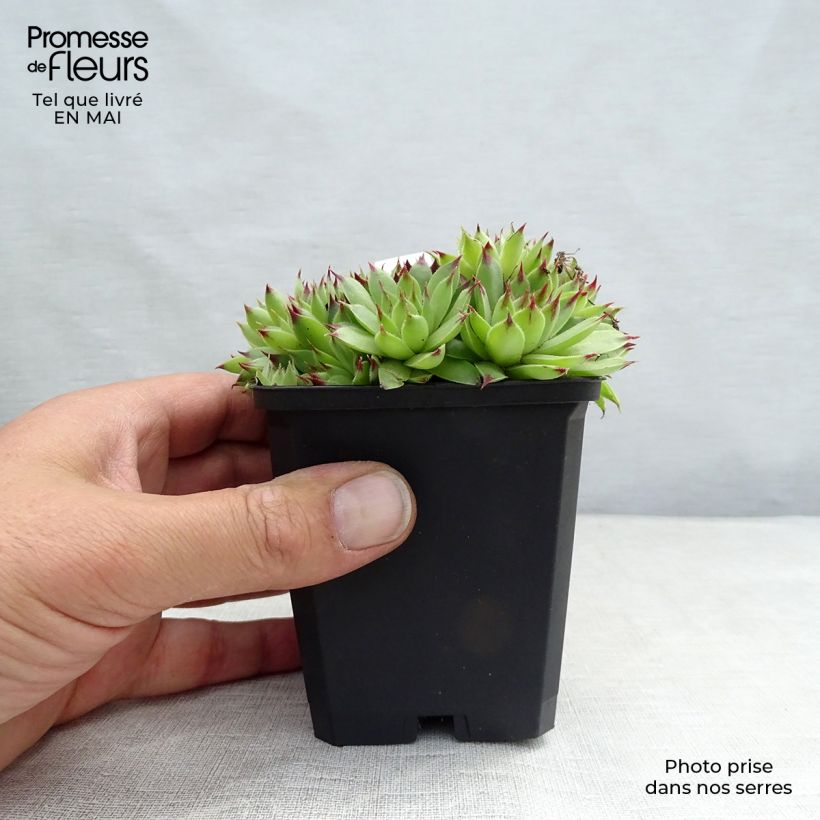 Exemplaar van Sempervivum calcareum - Huislook Kweekpotje van 8/9 cm zoals geleverd in de lente