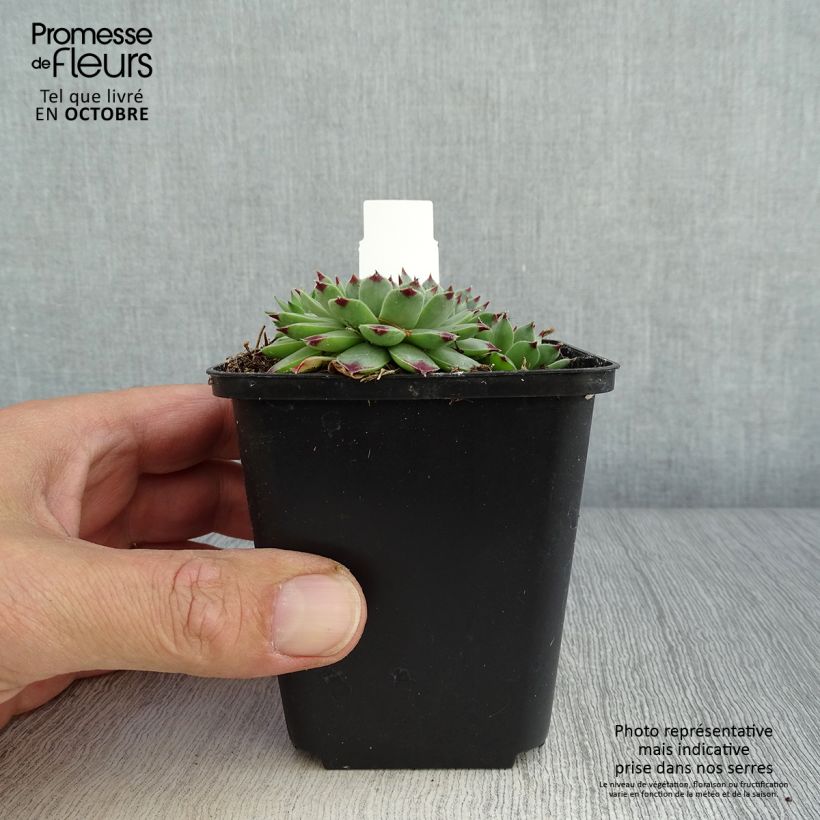 Exemplaar van Sempervivum calcareum - Huislook Kweekpotje van 8/9 cm zoals geleverd in de herfst