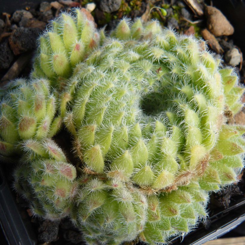 Sempervivum ciliosum var. borisii - Huislook (Groeiplaats)