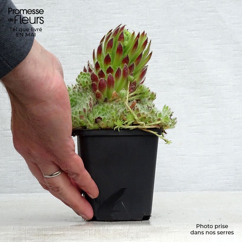 Exemplaar van Sempervivum ciliosum var. borisii - Huislook Kweekpotje van 8/9 cm zoals geleverd in de lente