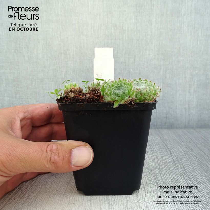 Exemplaar van Sempervivum ciliosum var. borisii - Huislook Kweekpotje van 8/9 cm zoals geleverd in de herfst