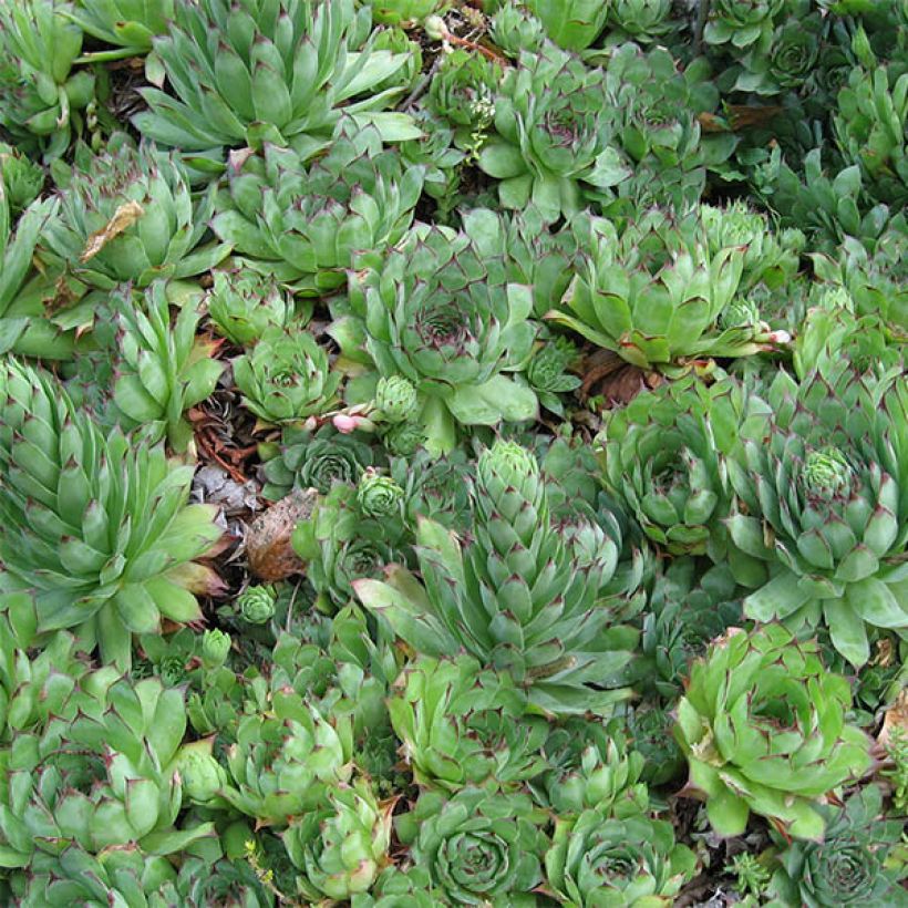 Sempervivum tectorum - Gewone huislook (Blad)