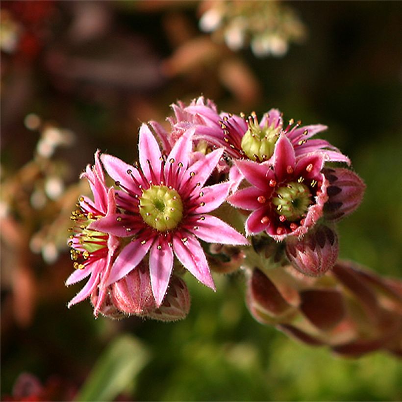 Sempervivum tectorum - Gewone huislook (Bloei)