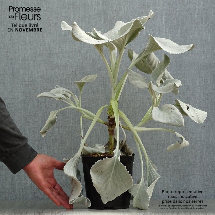 Exemplaar van Senecio cineraria var. candicans Angel Wings - Zilverkruiskruid Pot van 2 l/3 l zoals geleverd in de herfst
