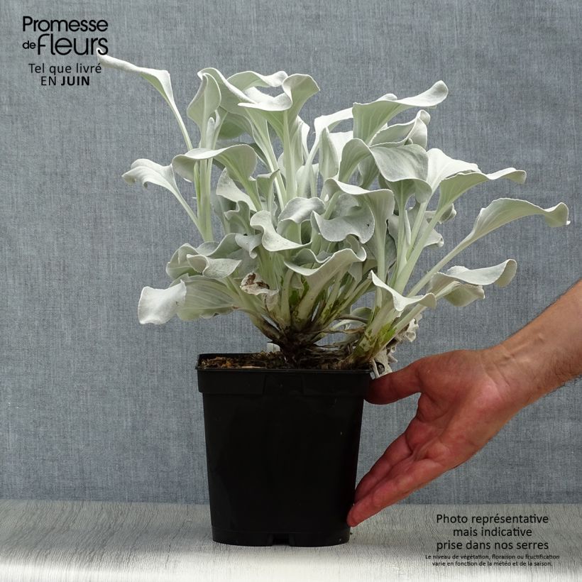 Exemplaar van Senecio cineraria var. candicans Angel Wings - Zilverkruiskruid Pot van 2 l/3 l zoals geleverd in de zomer