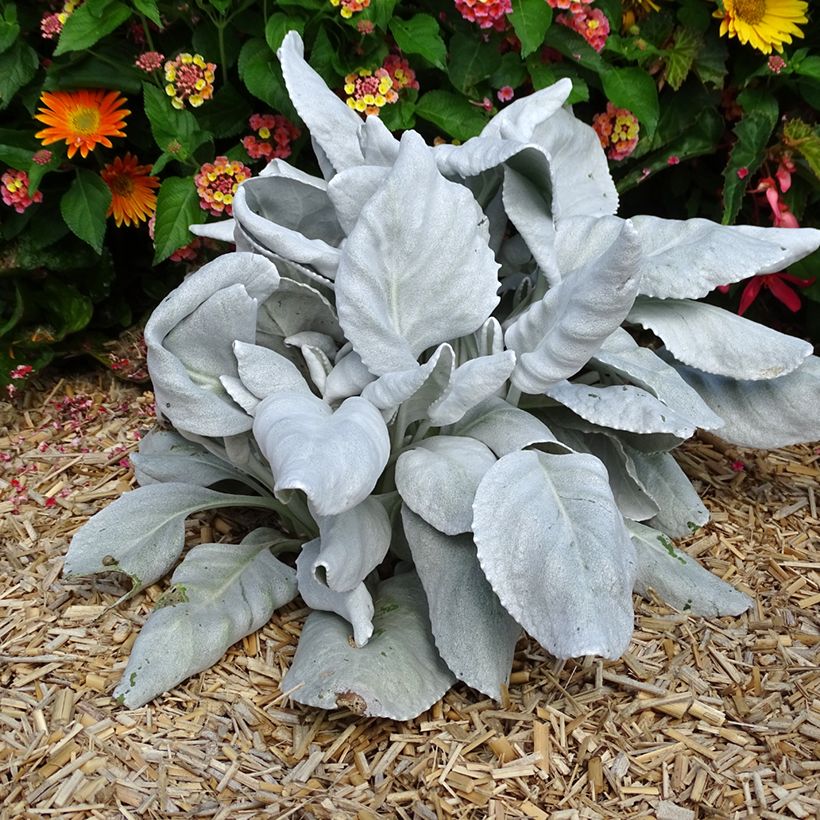 Senecio cineraria var. candicans Angel Wings - Zilverkruiskruid (Groeiplaats)