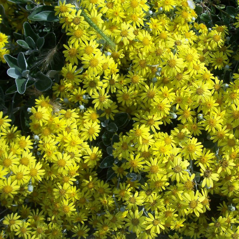 Senecio greyi Sunshine - Nieuw-Zeelandse senecio (Bloei)