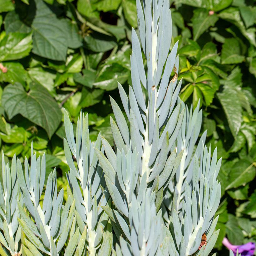 Senecio ficoides (Blad)