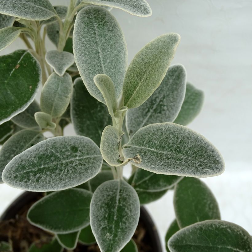 Senecio greyi Sunshine - Nieuw-Zeelandse senecio (Blad)