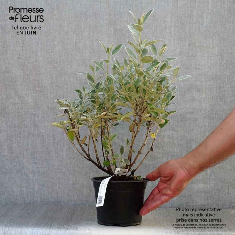 Exemplaar van Senecio greyi Sunshine - Nieuw-Zeelandse senecio Pot van 2 l/3 l zoals geleverd in de zomer