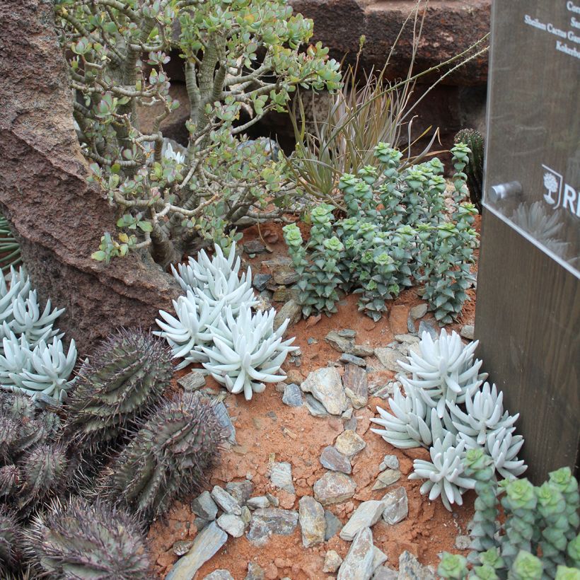 Senecio hawortii - Plante cocon (Groeiplaats)