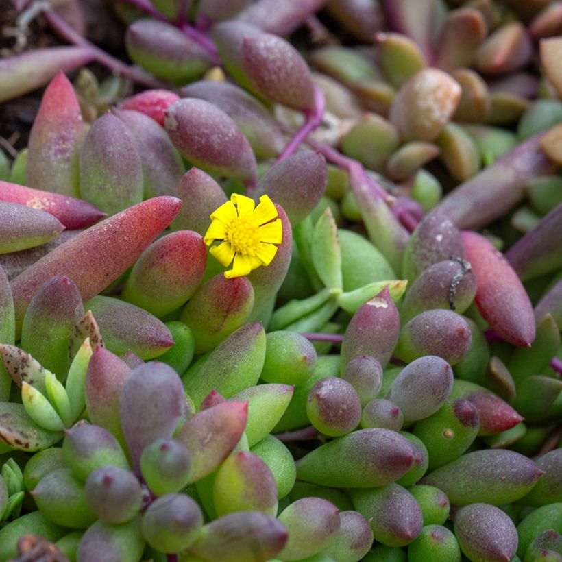 Senecio herreianus Purple Flush - Erwtenplant (Bloei)