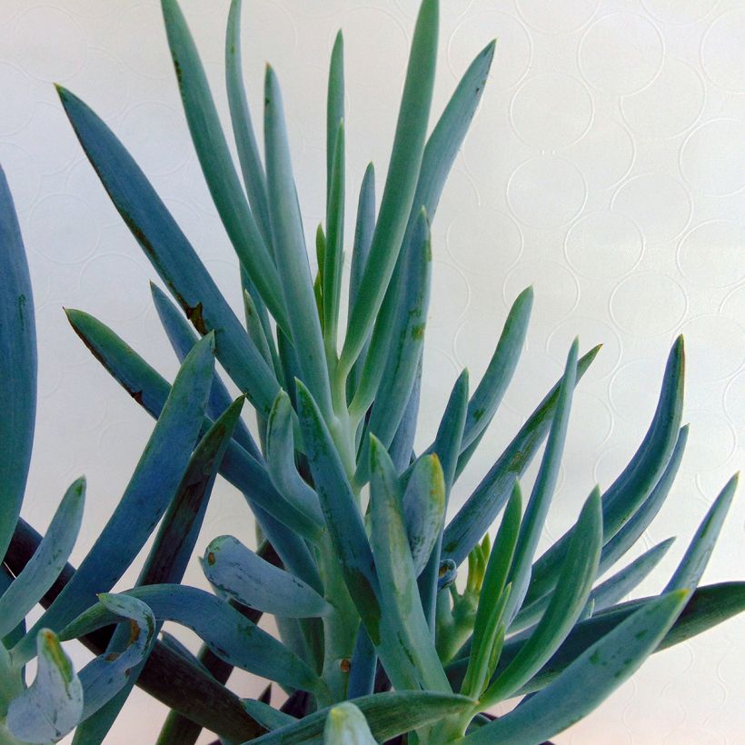 Senecio mandraliscae - Blauwe krijtplant (Blad)
