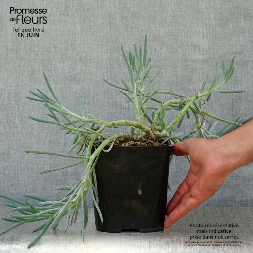 Exemplaar van Senecio mandraliscae - Blauwe krijtplant Pot van 2 l/3 l zoals geleverd in de zomer