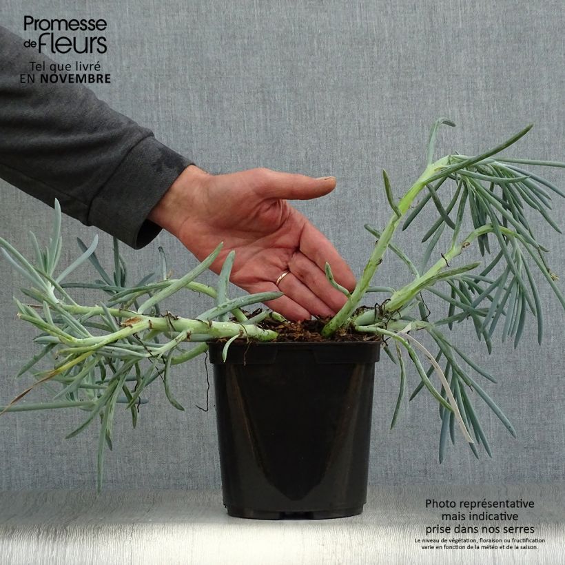 Exemplaar van Senecio mandraliscae - Blauwe krijtplant Pot van 2 l/3 l zoals geleverd in de herfst
