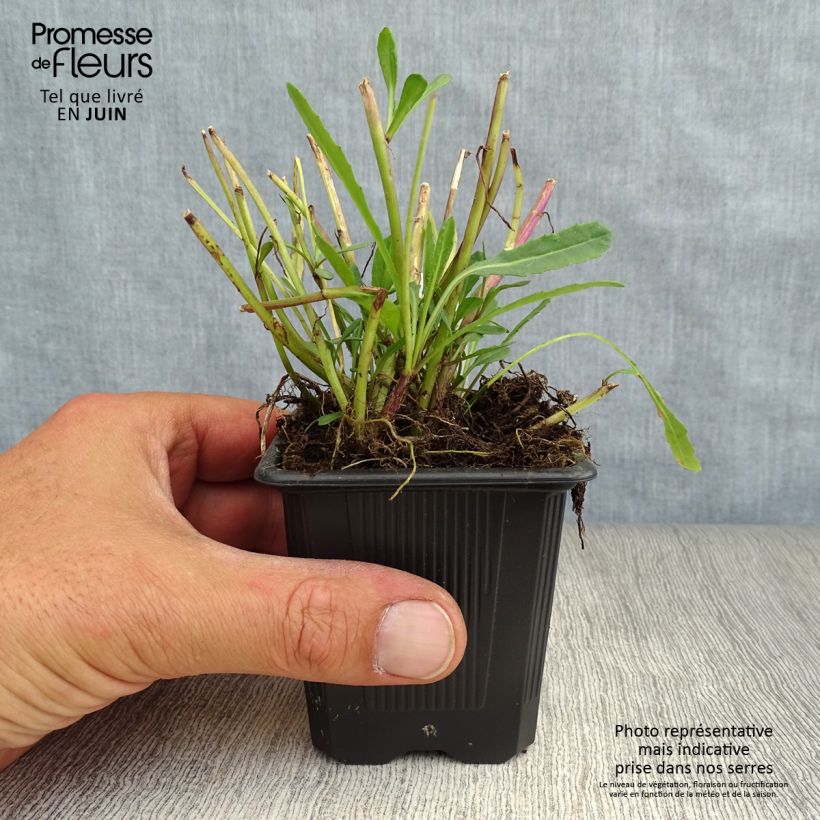 Exemplaar van Senecio polyodon - Kruiskruid Kweekpotje van 8/9 cm zoals geleverd in de zomer