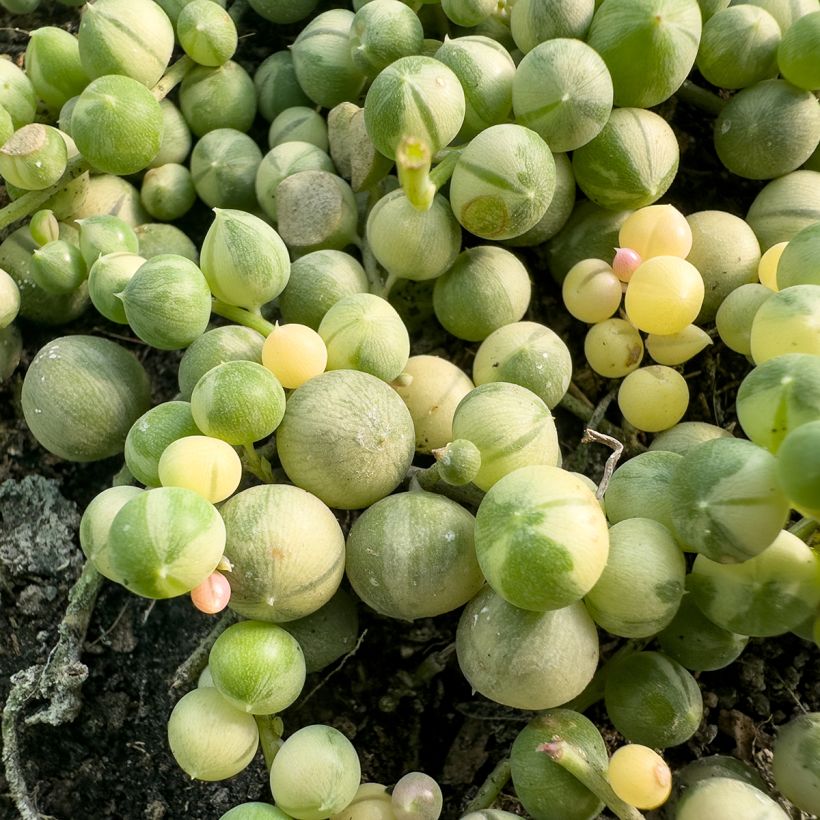 Senecio rowleyanus Variegata - Collier de perles (Blad)