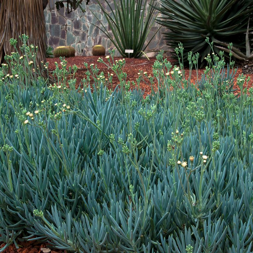 Senecio serpens Blue Chalk - Blauwe krijtplant (Groeiplaats)