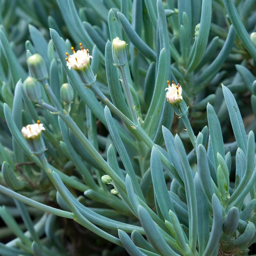 Senecio serpens - Blauwe krijtplant (Bloei)