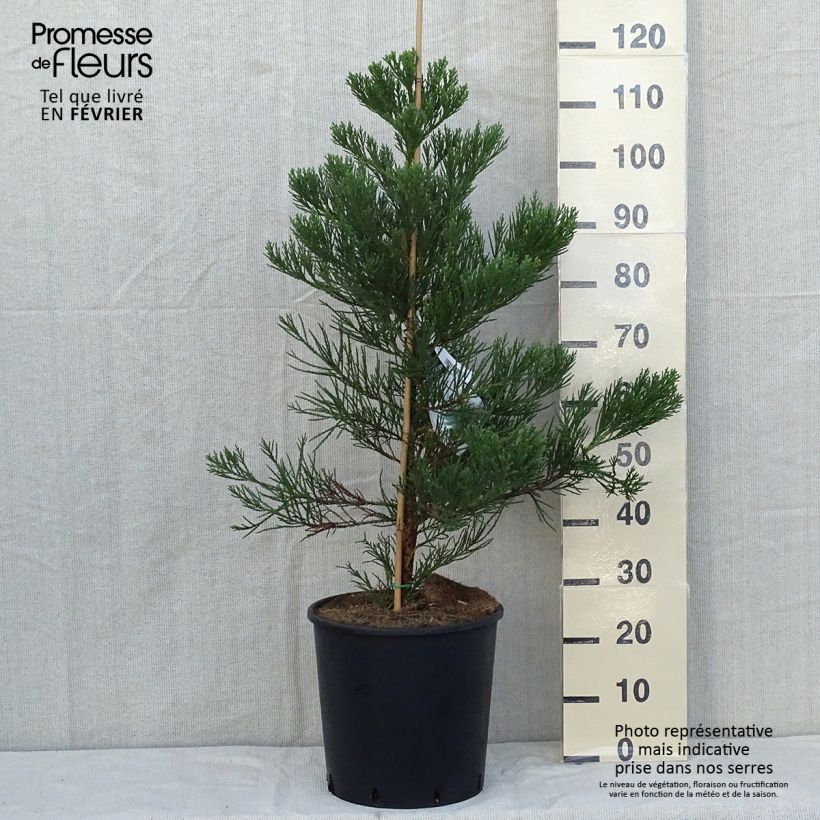 Example of Sequoiadendron giganteum Greenpeace - Mammoetboom Pot van 18 l/20 l as you get in automne