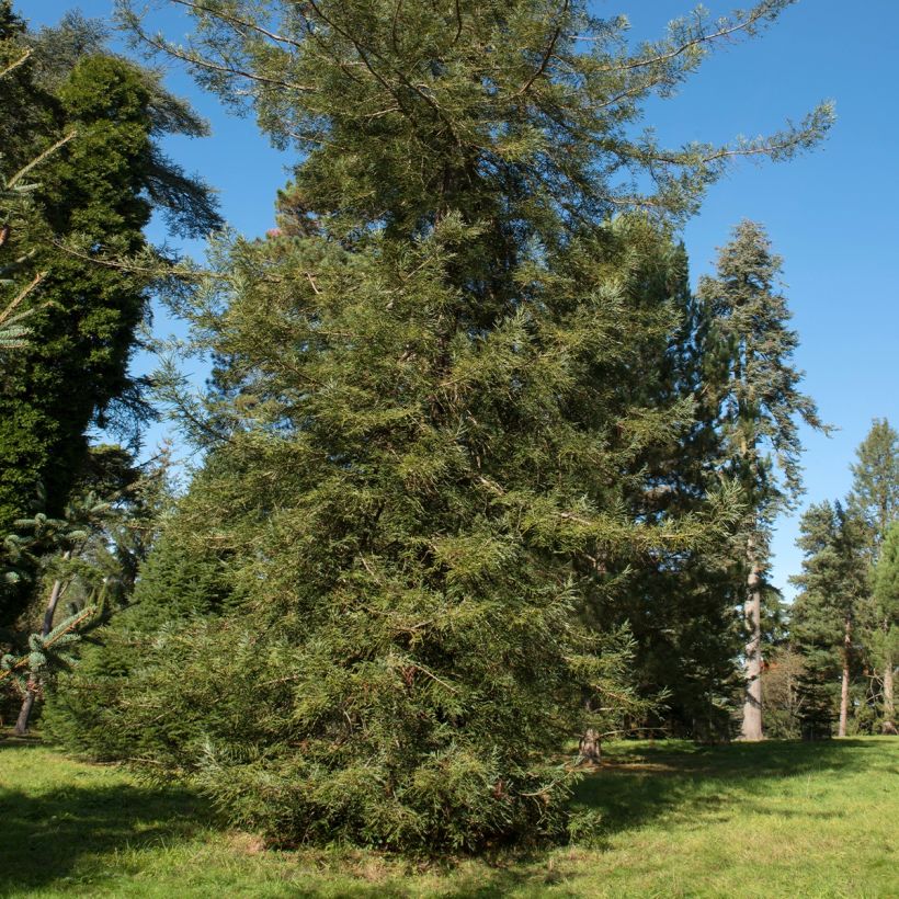 Sequoia sempervirens Adpressa - Kustsequoia (Groeiplaats)