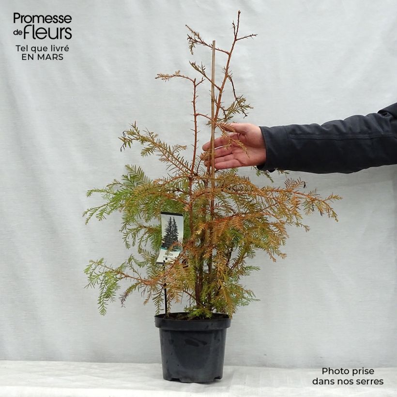 Exemplaar van Sequoia sempervirens - Kustsequoia Pot van 3 l/4 l zoals geleverd in de lente