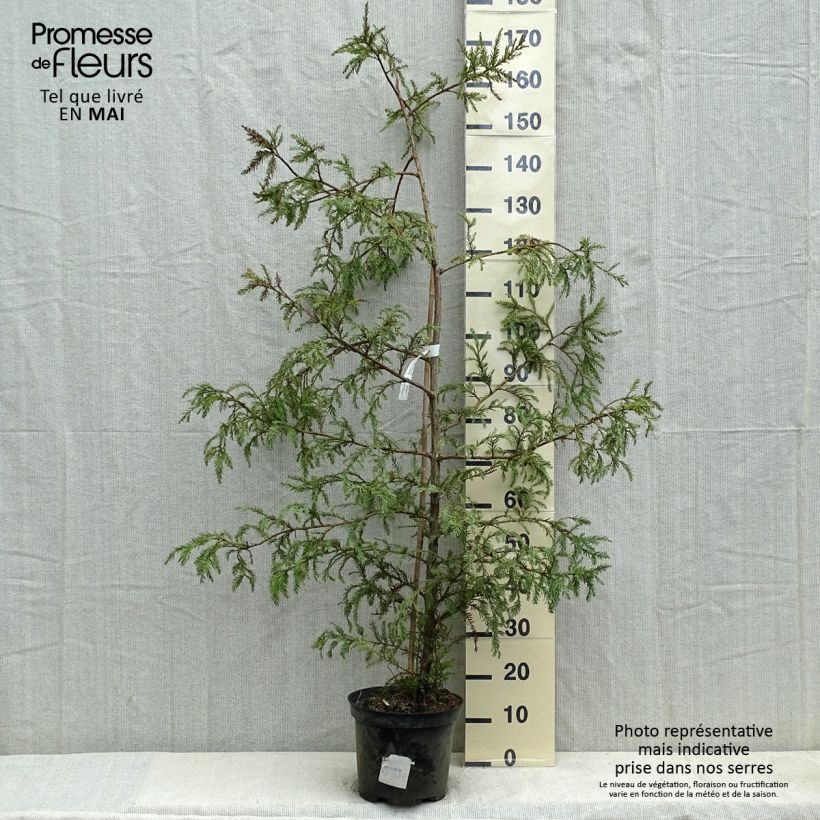 Exemplaar van Sequoia sempervirens - Kustsequoia Pot van 7,5 l/10 l zoals geleverd in de lente
