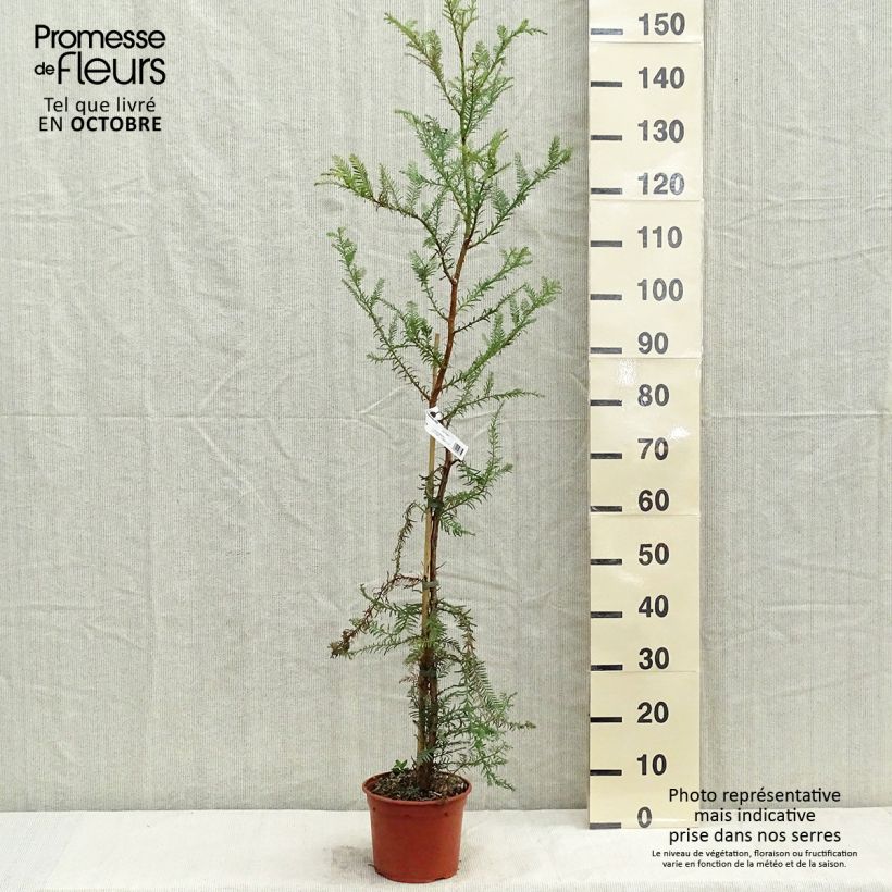 Exemplaar van Sequoia sempervirens - Kustsequoia Pot van 3 l/4 l zoals geleverd in de herfst