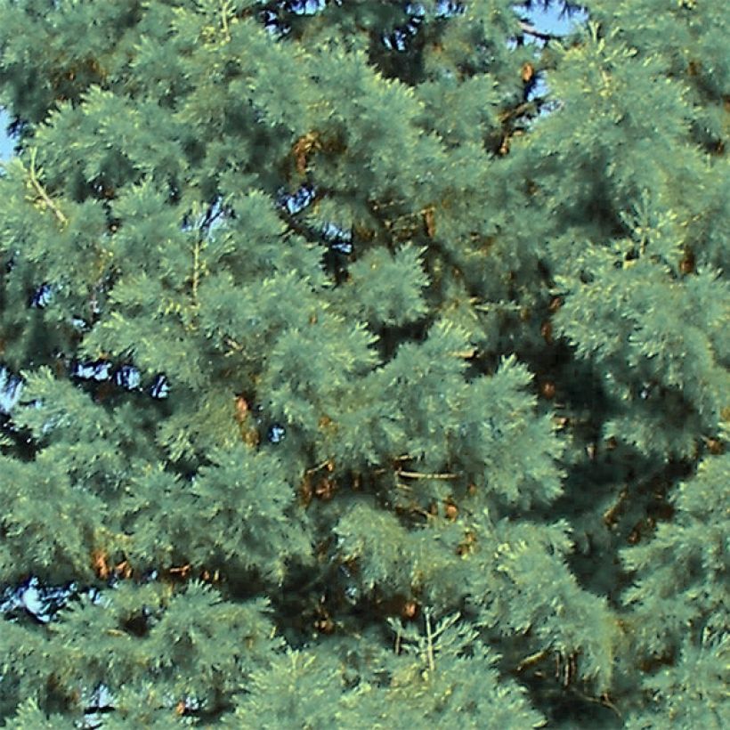 Sequoiadendron giganteum Glaucum - Mammoetboom (Foliage)