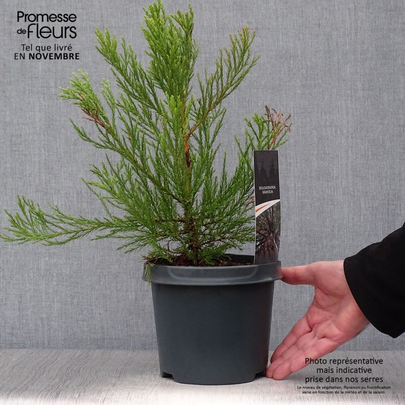 Exemplaar van Sequoiadendron giganteum - Mammoetboom Pot van 2 l/3 l zoals geleverd in de herfst