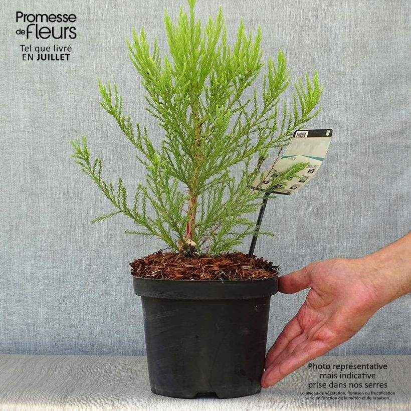 Exemplaar van Sequoiadendron giganteum - Mammoetboom Pot van 2 l/3 l zoals geleverd in de zomer